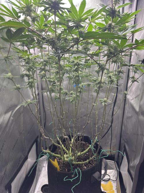 Grow #4 - Blueberry. Week 14 - 1/16/26