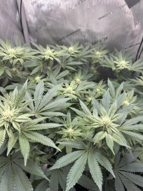 Grow #4 - Blueberry. Week 14 - 1/16/26