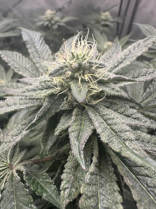 Grow #4 - Blueberry. Week 15 - 1/23/26