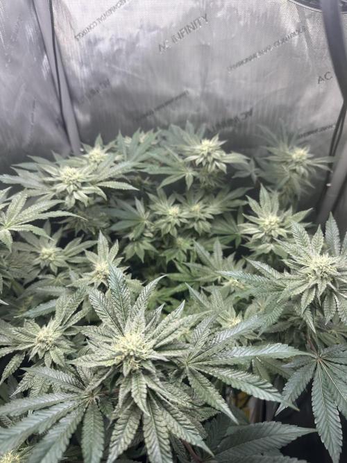 Grow #4 - Blueberry. Week 15 - 1/23/26