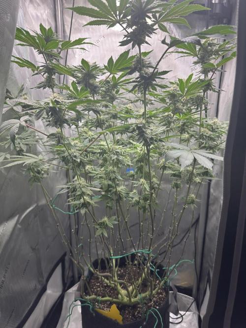 Grow #4 - Blueberry. Week 15 - 1/23/26