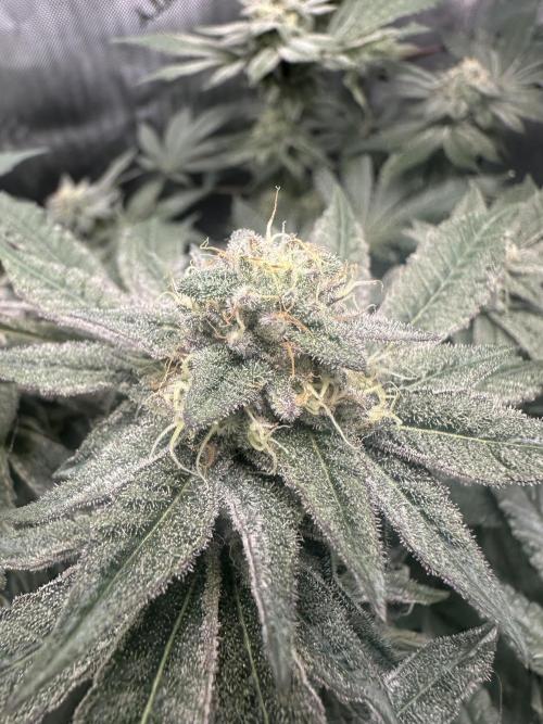 Grow #4 - Blueberry. Week 16 - 1/30/26