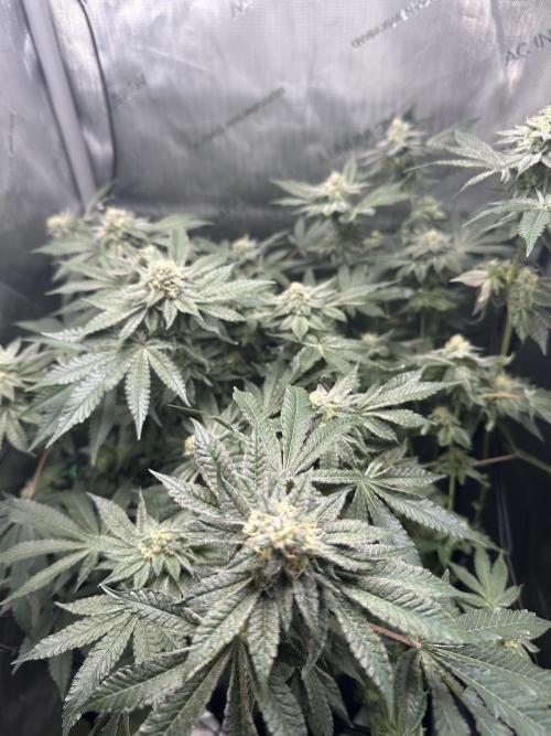 Grow #4 - Blueberry. Week 16 - 1/30/26