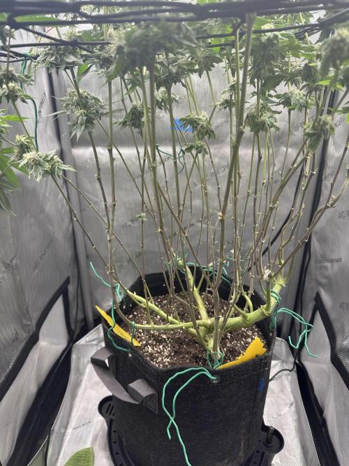 Grow #4 - Blueberry. Week 16 - 1/30/26