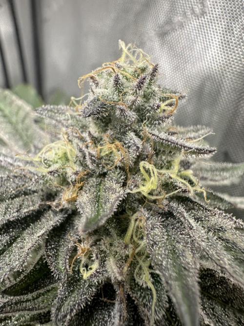 Grow #4 - Blueberry. Week 17 - 2/6/26