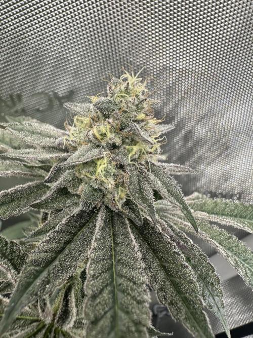 Grow #4 - Blueberry. Week 17 - 2/6/26