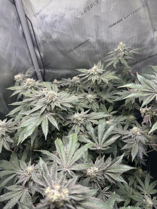 Grow #4 - Blueberry. Week 17 - 2/6/26