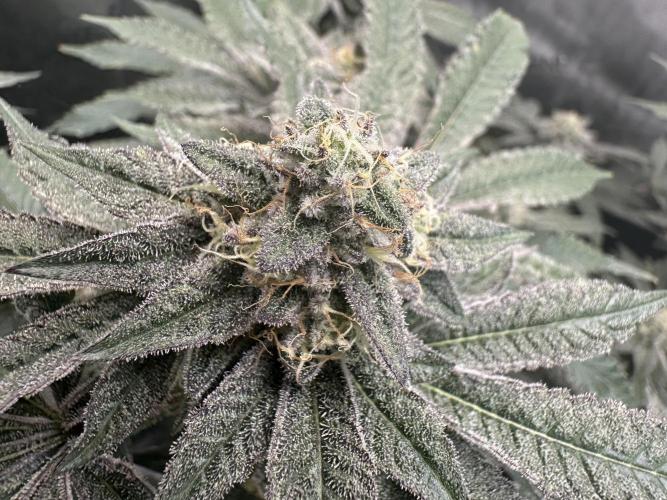 Grow #4 - Blueberry. Week 17 - 2/3/26