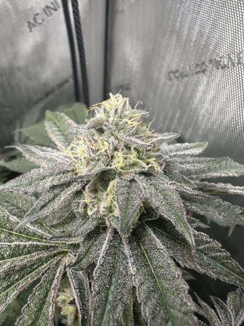 Grow #4 - Blueberry. Week 17 - 2/3/26