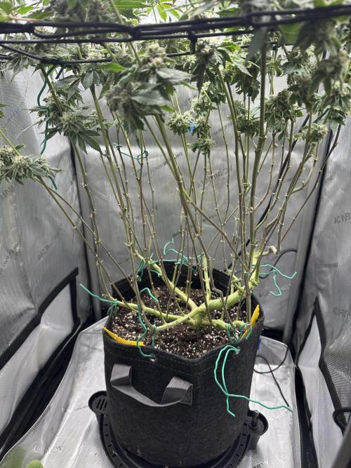 Grow #4 - Blueberry. Week 18 - 2/12/26