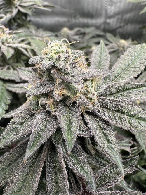 Grow #4 - Blueberry. Week 18 - 2/12/26