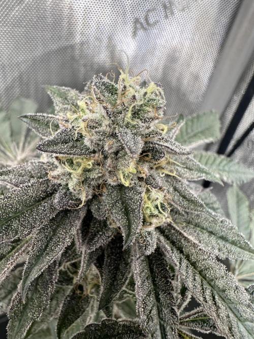 Grow #4 - Blueberry. Week 18 - 2/12/26