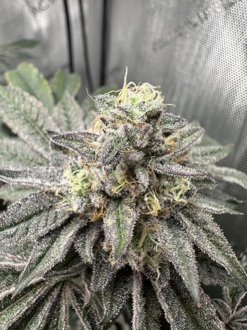 Grow #4 - Blueberry. Week 18 - 2/12/26