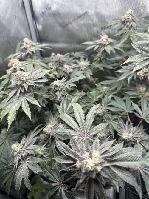 Grow #4 - Blueberry. Week 18 - 2/12/26