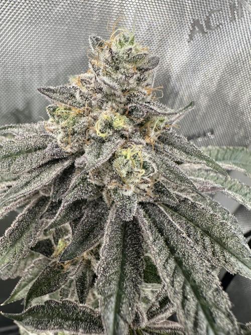 Grow #4 - Blueberry. Week 19 - 2/20/26