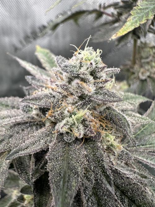 Grow #4 - Blueberry. Week 19 - 2/20/26