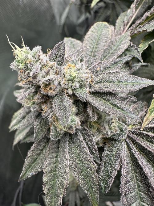 Grow #4 - Blueberry. Week 19 - 2/20/26