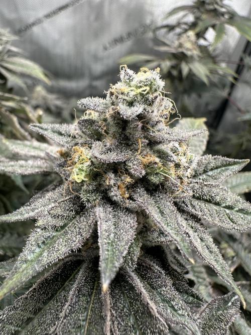 Grow #4 - Blueberry. Week 19 - 2/20/26