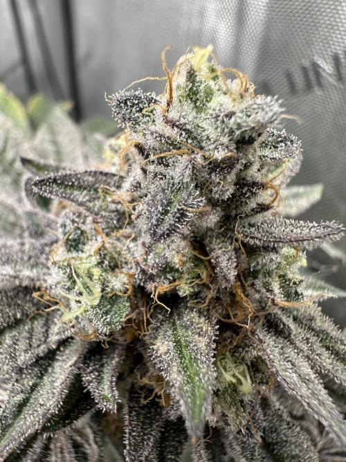 Grow #4 - Blueberry. Week 19 - 2/20/26