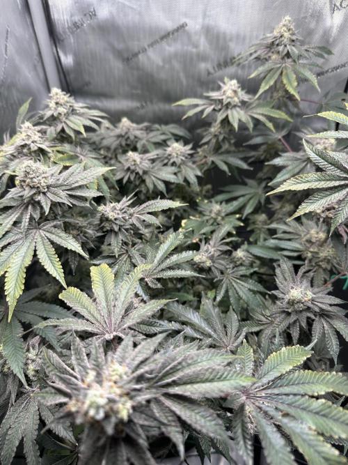 Grow #4 - Blueberry. Week 19 - 2/20/26