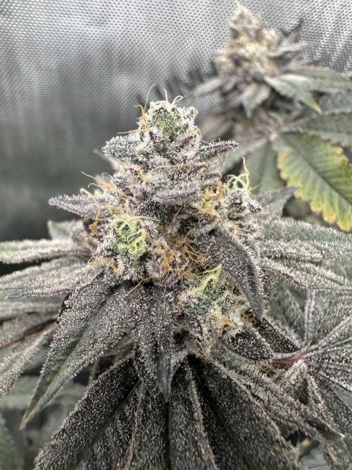 Grow #4 - Blueberry. Week 20 - 2/27/27