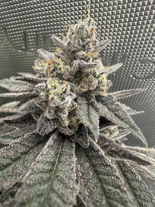 Grow #4 - Blueberry. Week 20 - 2/27/27