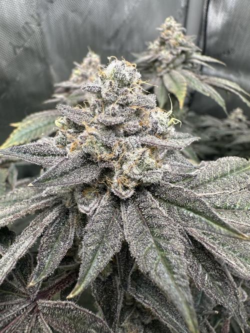 Grow #4 - Blueberry. Week 20 - 2/27/27