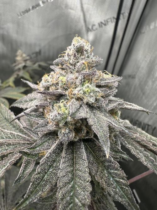 Grow #4 - Blueberry. Week 20 - 2/27/27