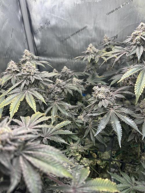 Grow #4 - Blueberry. Week 20 - 2/27/27