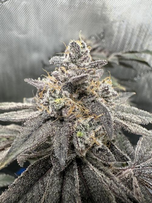 Grow #4 - Blueberry. Week 21 - 3/6/26