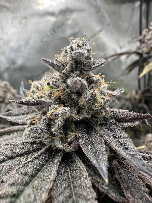 Grow #4 - Blueberry. Week 21 - 3/6/26