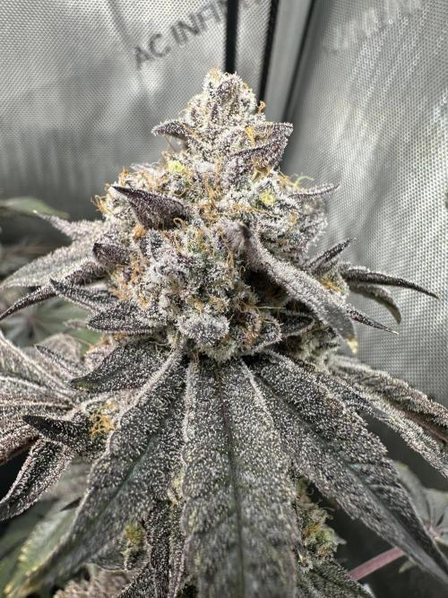 Grow #4 - Blueberry. Week 21 - 3/6/26