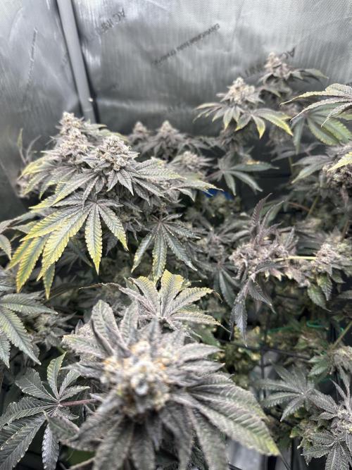 Grow #4 - Blueberry. Week 21 - 3/6/26