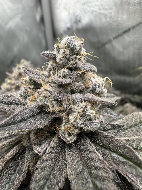 Grow #4 - Blueberry. Week 21 - 3/6/26