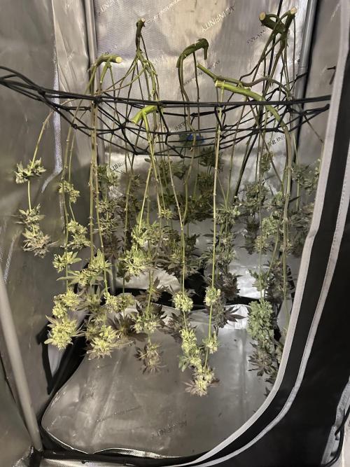 Grow #4 - Blueberry. Week 22 - 3/7/26