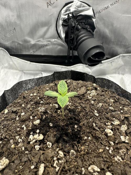 Grow #5 - Blueberry (New Light). Week 0 - 4/10/26