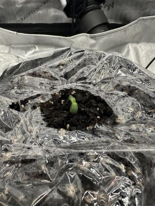 Grow #5 - Blueberry (New Light). Week 0 - 4/6/26