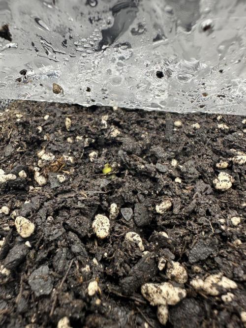 Grow #5 - Blueberry (New Light). Week 0 - 4/5/26