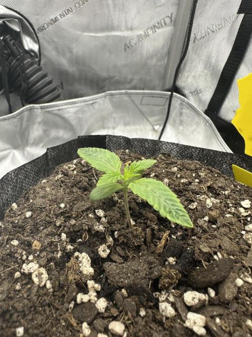 Grow #5 - Blueberry (New Light). Week 1 - 4/12/26