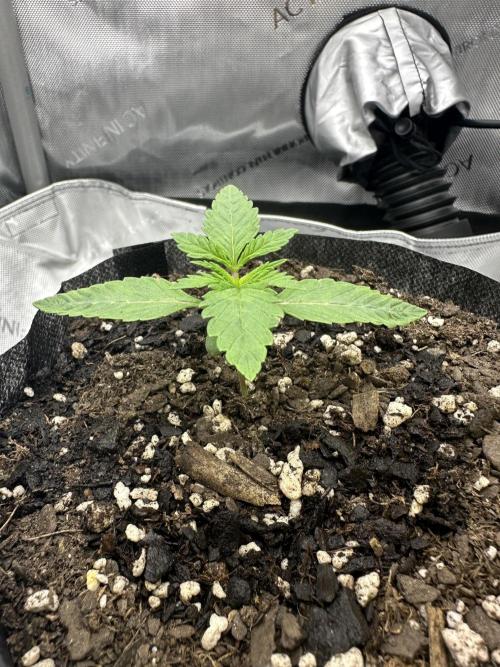 Grow #5 - Blueberry (New Light). Week 1 - 4/14/26
