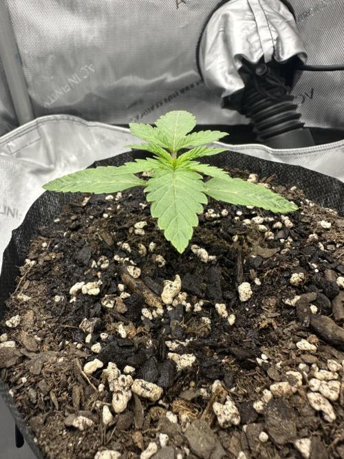 Grow #5 - Blueberry (New Light). Week 1 - 4/15/26