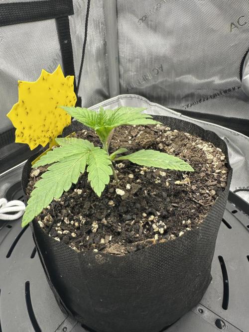 Grow #5 - Blueberry (New Light). Week 1 - 4/17/26
