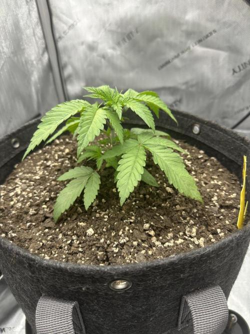 Grow #5 - Blueberry (New Light). Week 2 - 4/24/26