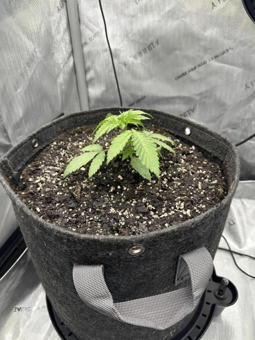 Grow #5 - Blueberry (New Light). Week 2 - 4/21/26