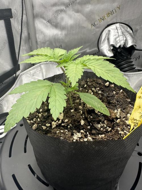Grow #5 - Blueberry (New Light). Week 2 - 4/19/26