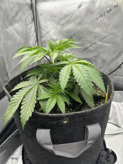 Grow #5 - Blueberry (New Light). Week 3 - 4/29/25