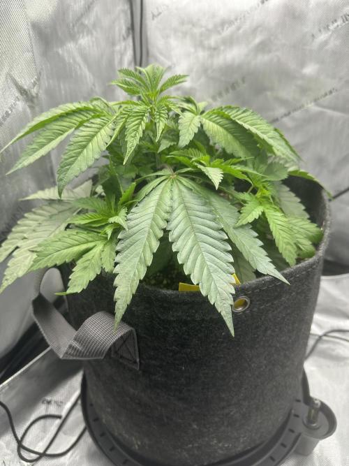 Blueberry. Week 3