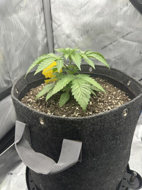 Grow #5 - Blueberry (New Light). Week 3 - 4/25/26