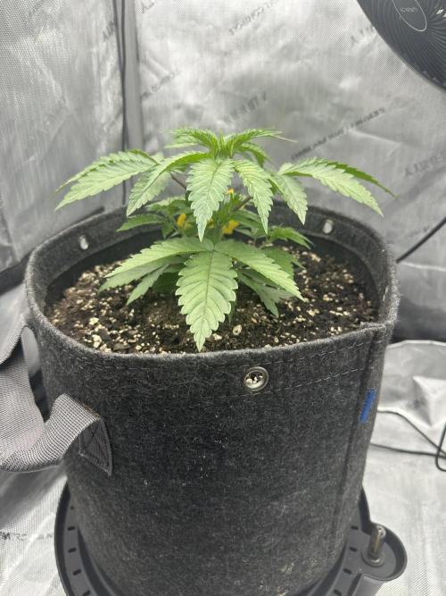 Grow #5 - Blueberry (New Light). Week 3 - 4/27/26