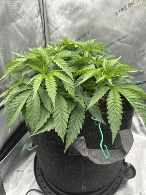 Blueberry. Week 4